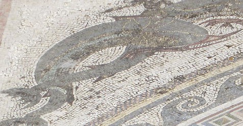 Delos Dolphin: The Research Behind It – MOSAIC PROJECT 23